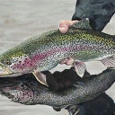 Laleh Al -Fish Eye Company, Salmon Baby Breeding in Mashhad
