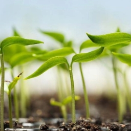 Honesty Nursery