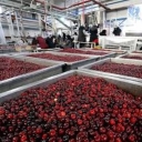 Bekam şirketi, Doğu Azerbaycan'da tartar ve lavaş üretimi yapıyor