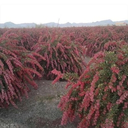 Zare's ruby nursery
