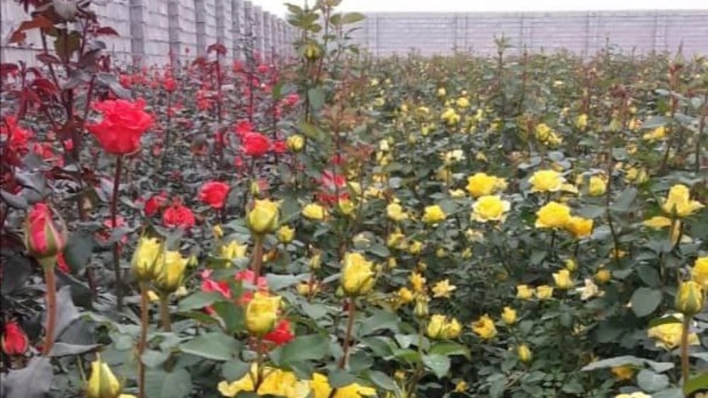 Production of Dutch roses and grafted citrus seedlings in Dezful Production of Dutch roses and grafted citrus seedlings in Dezful