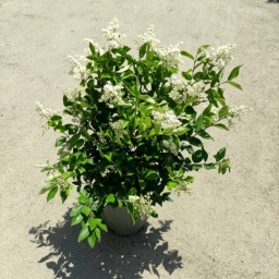 Ghanmi flower shop