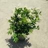Ghanmi flower shop