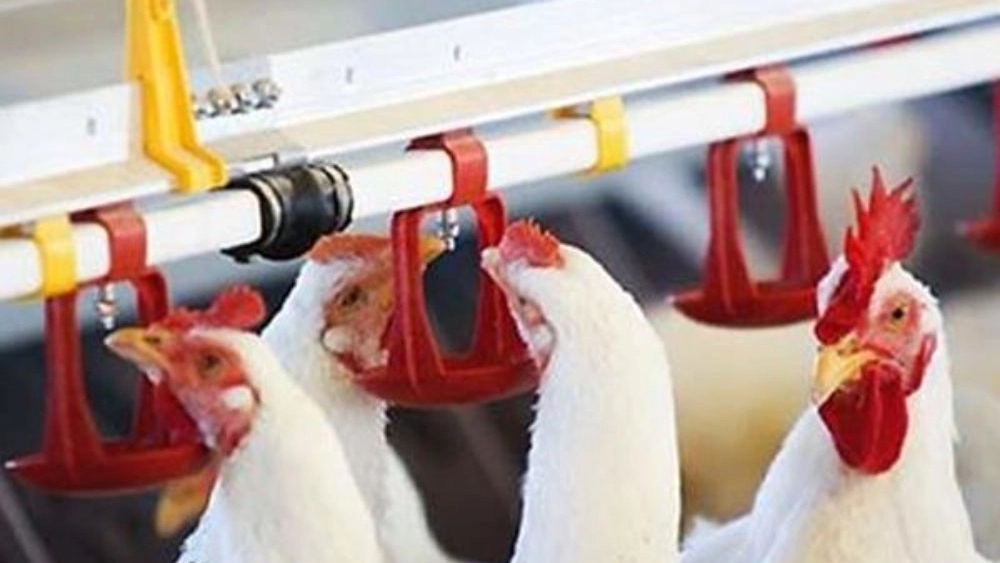 Mawa Poultry Company, production of poultry equipment in Qazvin