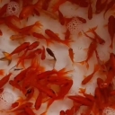 Bahu brothers fish breeding, reproduction and sale of all kinds of fish in Ghaem Shahr