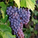 Sohail nursery, production of grape seedlings in Kashmir