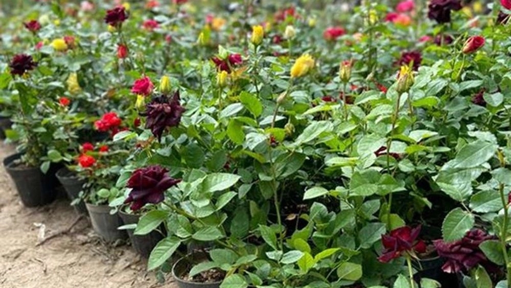 Buy Dutch roses in Dezful Khuzestan, two-color rose, Avalanche and Sultani rose