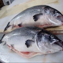 Sarlek store, selling all kinds of shrimp, stone fish and pink shank in Bushehr