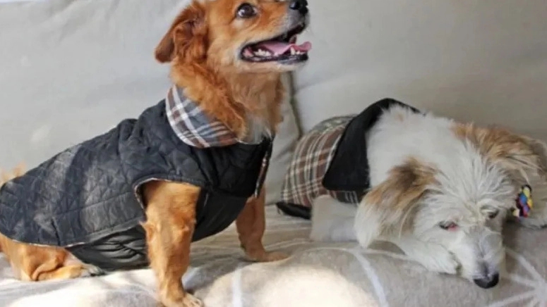 Mister Benji, designing and sewing dog and cat clothes in Tehran