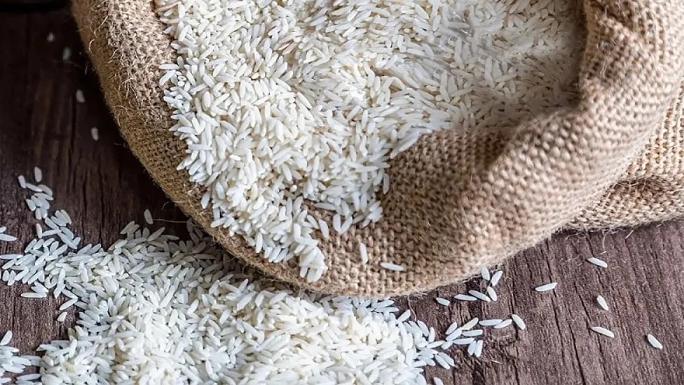 The wholesale price of modern Barkat North rice in Mazandaran