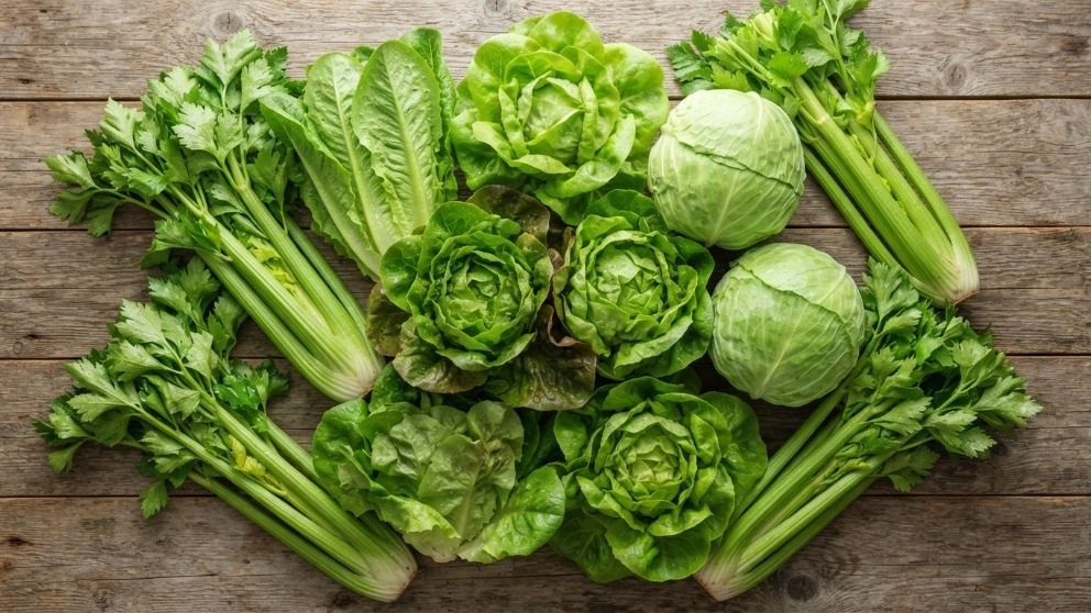 Luminova Trading, export of agricultural products of lettuce, cabbage and celery in Karaj
