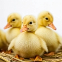 Green heritage, production and sale of meat and egg-laying ducks in Mazandaran