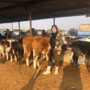 Farmer lady, buying and selling livestock in Golestan