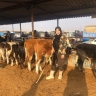 the rancher's lady