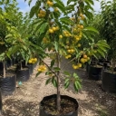 Bigi nursery, sale of fruitful and non-fruitful fruit seedlings in Miandoab