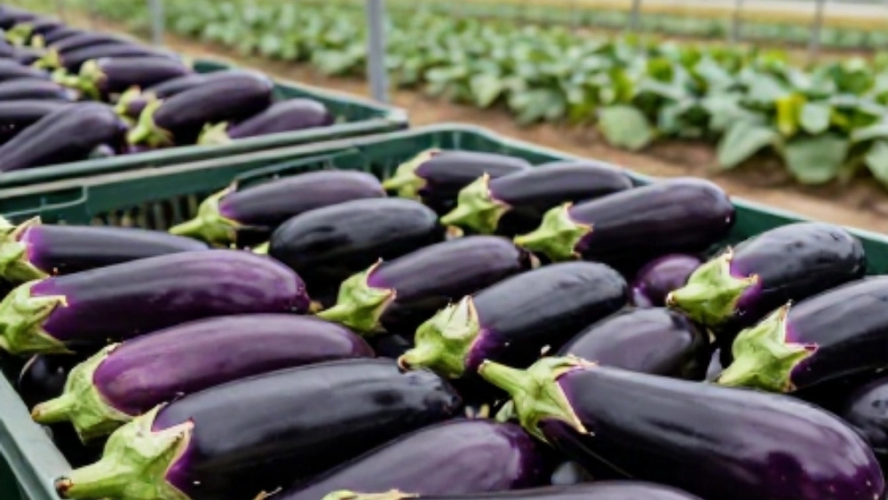 Wholesale sale of eggplants directly exported from greenhouses and farms in Karaj