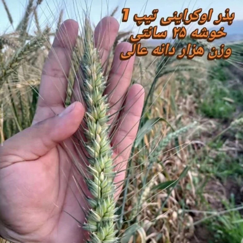 1790158984627.webp