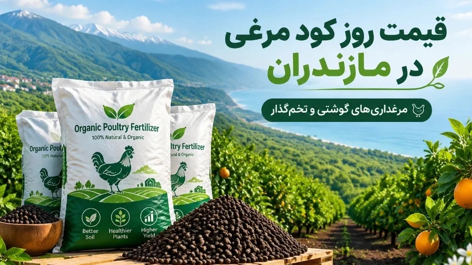 سعر سماد الدجاج في مزارع الدواجن للحوم والبيض في مازندران