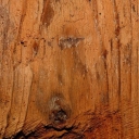 Kode Farhamand wood in Tehran