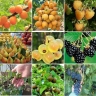 The nursery and vineyard of Royan Tak in the vineyard
