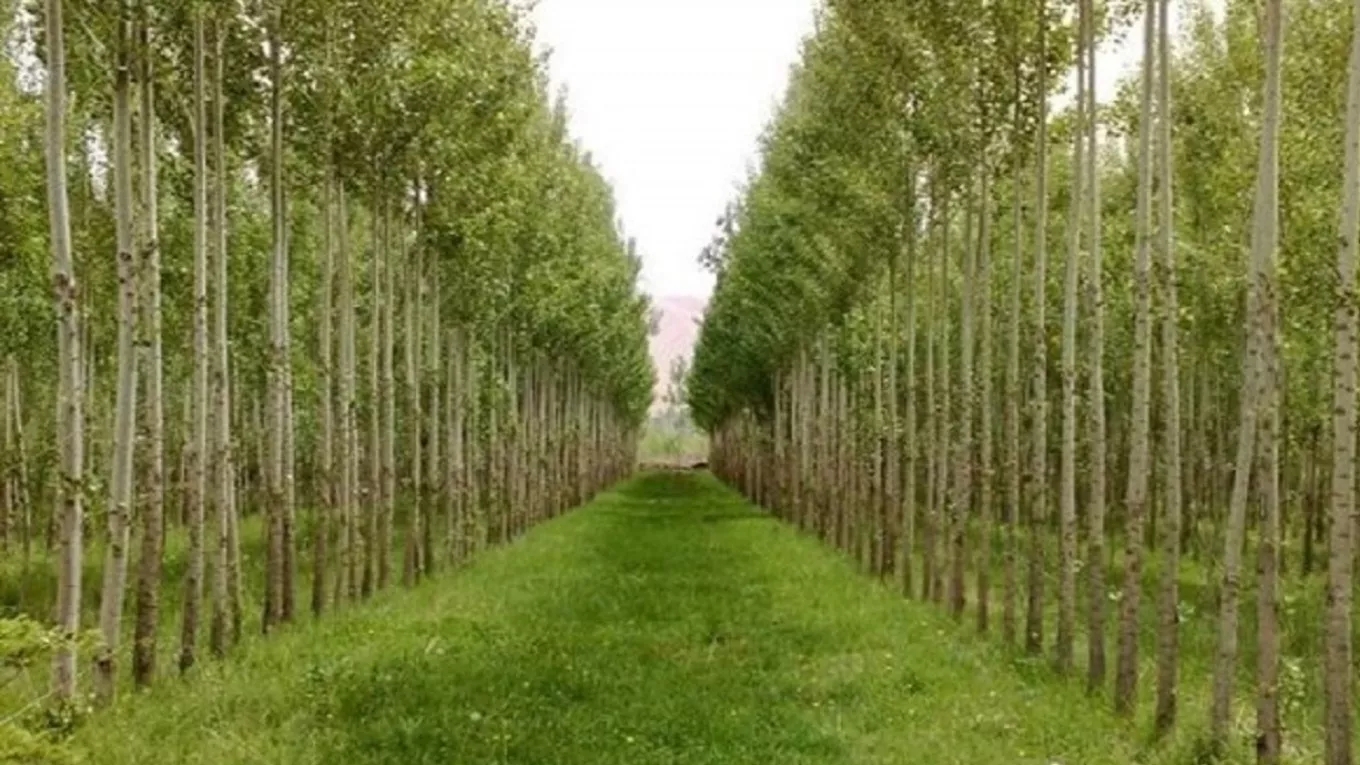 The nursery and vineyard of Royan Tak in the vineyard
