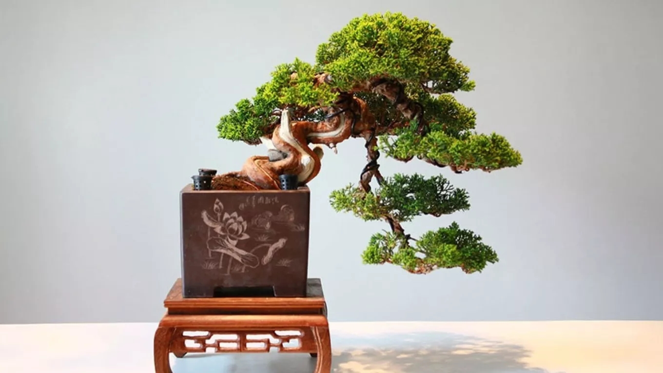 Production, consultation and sale of various types of bonsai zendi in Mazandaran