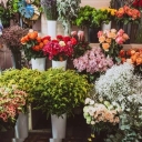 Sunflower flower shop in Rasht