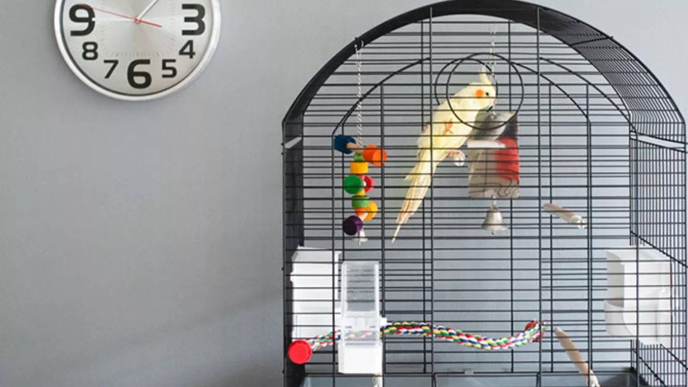 Production and sale of Fazli cage industry in Tehran