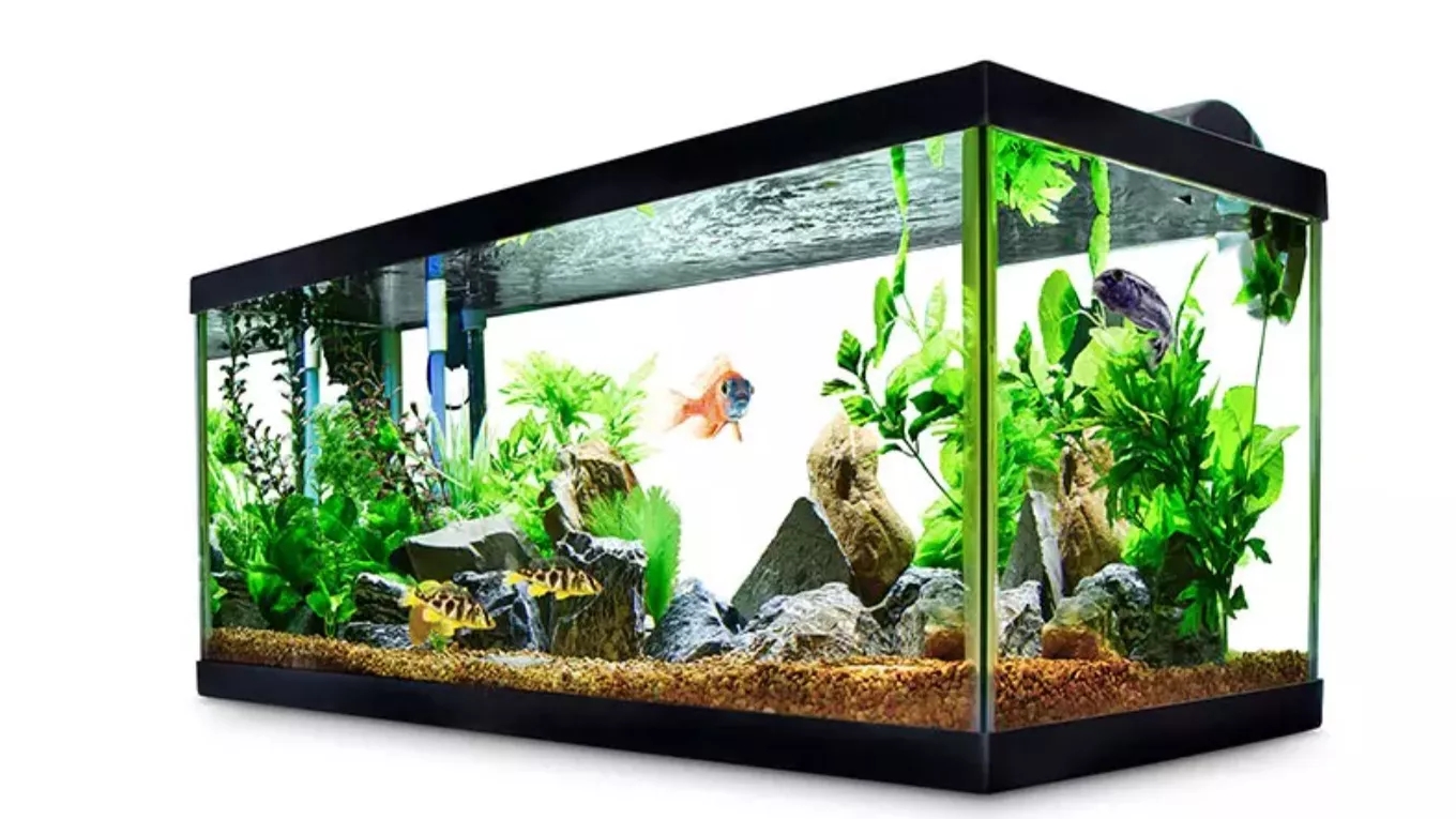 Sirjan Blue Ocean Aquarium Store in Sirjan