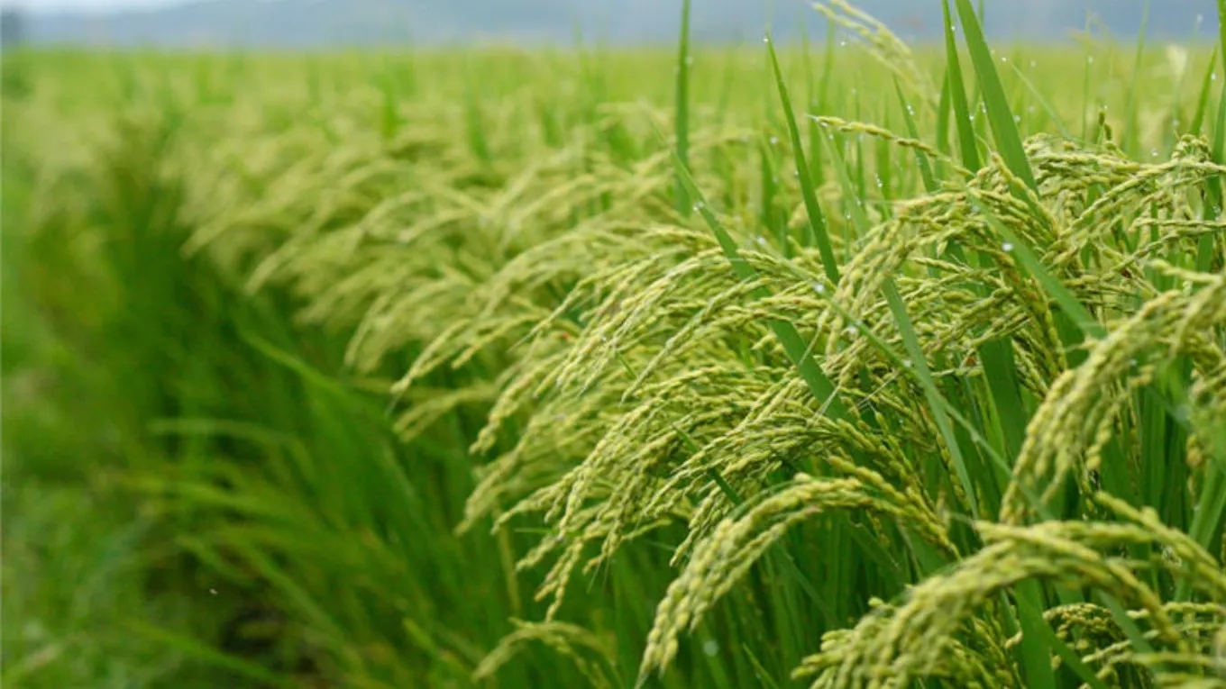 Free visit to rice fields