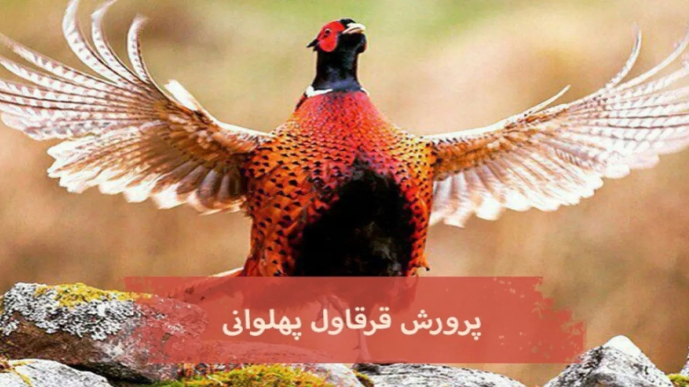 Pahlavi pheasant breeding in Mashhad