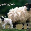 تقوم مزرعة أفشاري للمواشي ببيع وتوزيع الأغنام والنعاج والدجاج والديكة الحية مع خدمة مجانية في مهردشت كرج