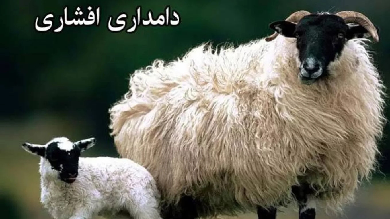 تقوم مزرعة أفشاري للمواشي ببيع وتوزيع الأغنام والنعاج والدجاج والديكة الحية مع خدمة مجانية في مهردشت كرج
