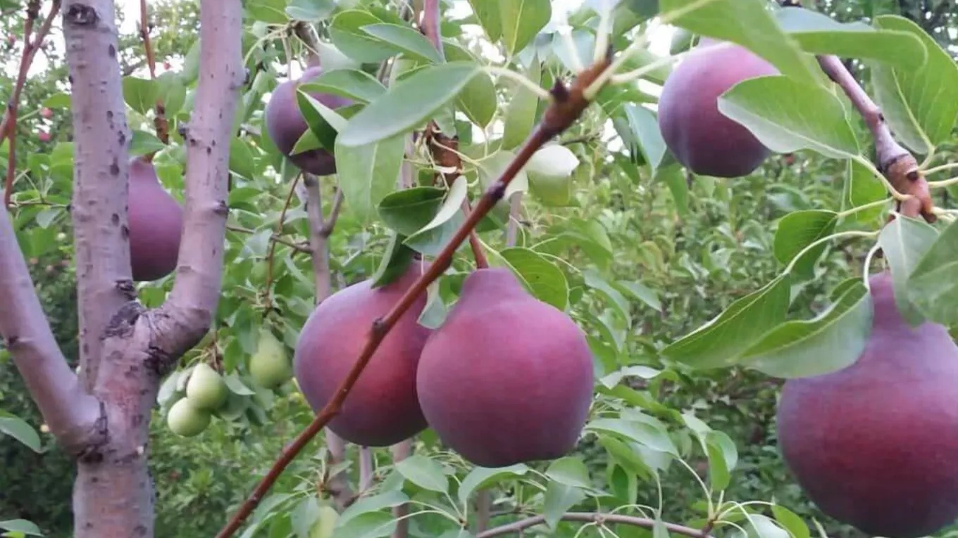 Royal Amir Nursery
