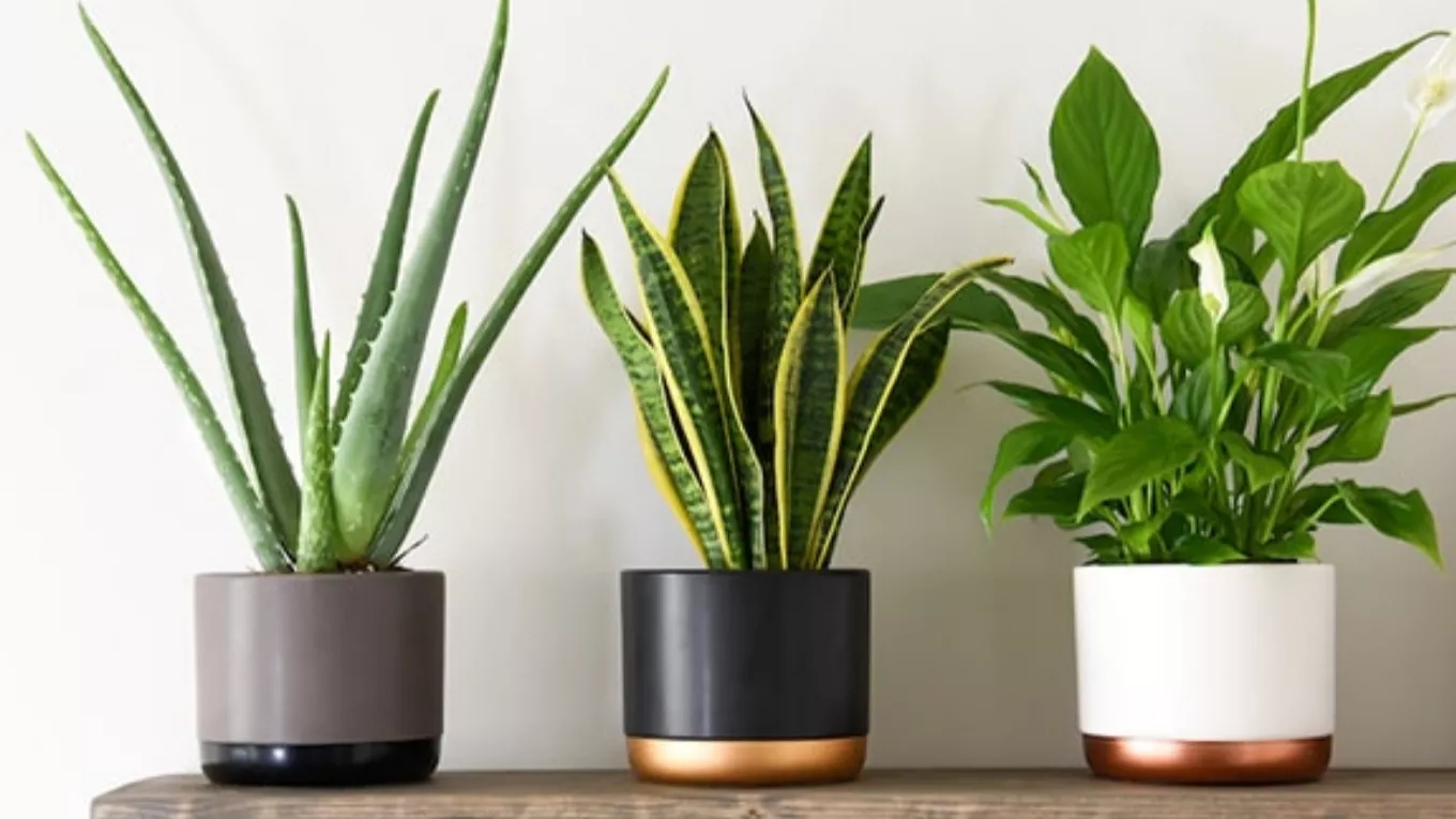 What is the most important condition for the growth of indoor plants?