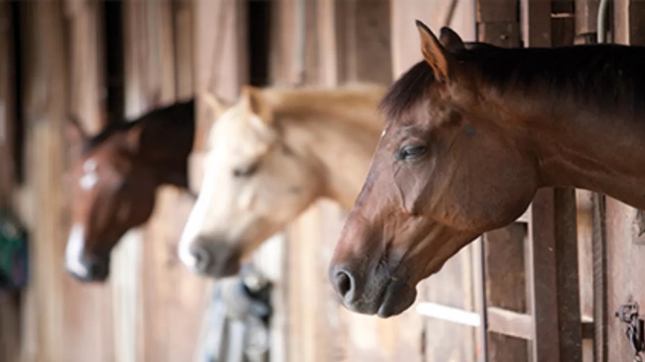 🛑 Determining the place where horses are kept