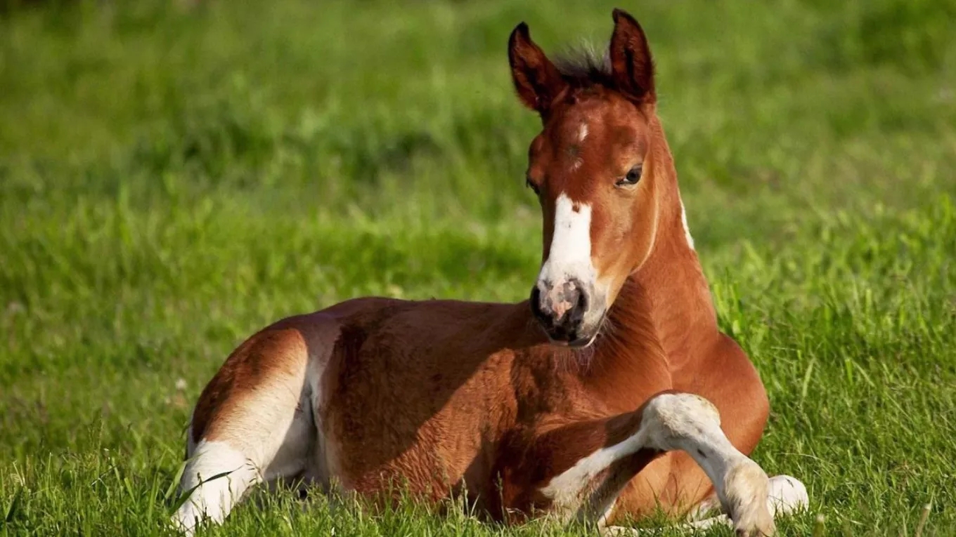 🛑 Principles of maintaining foals