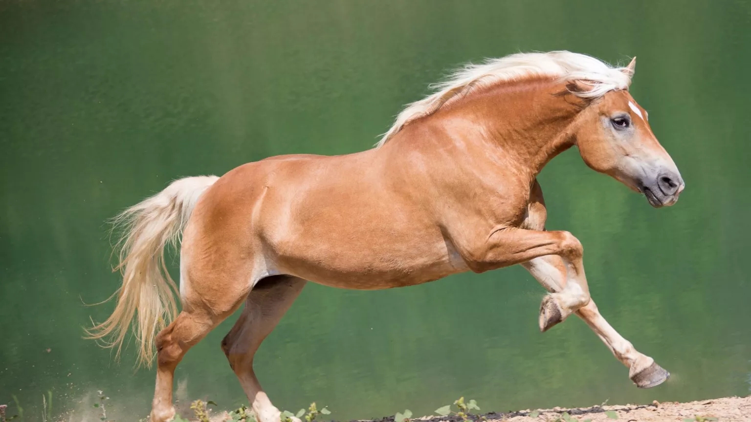 🛑 Horse marketing and sales