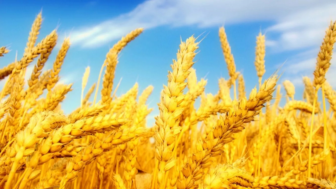 Is it better to plant autumn wheat or spring wheat?