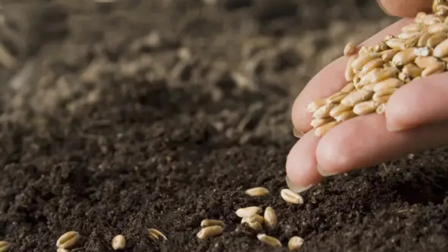 What is the method of planting autumn wheat?