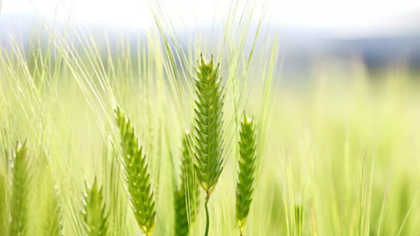 The climatic conditions are suitable for autumn wheat cultivation