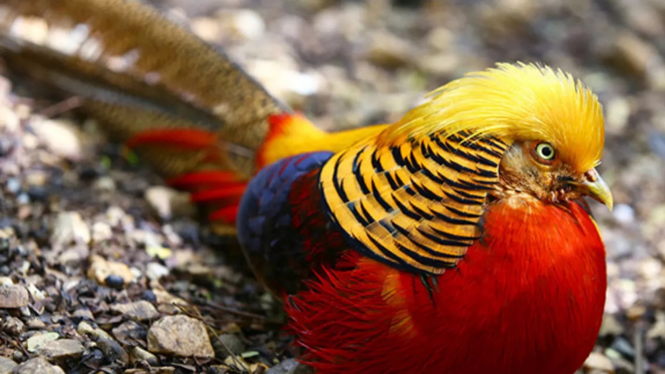 Suitable environmental conditions for raising pheasants