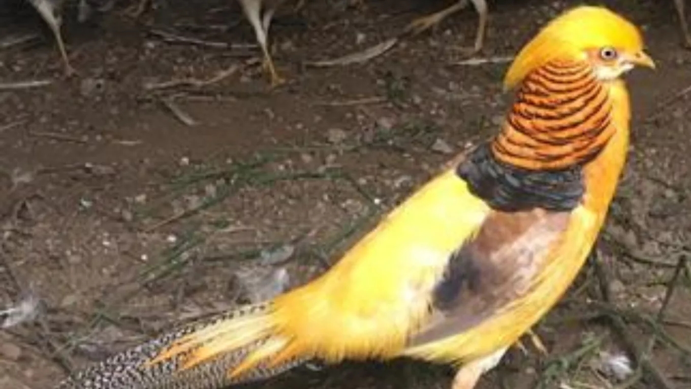 Pheasant maintenance and breeding techniques