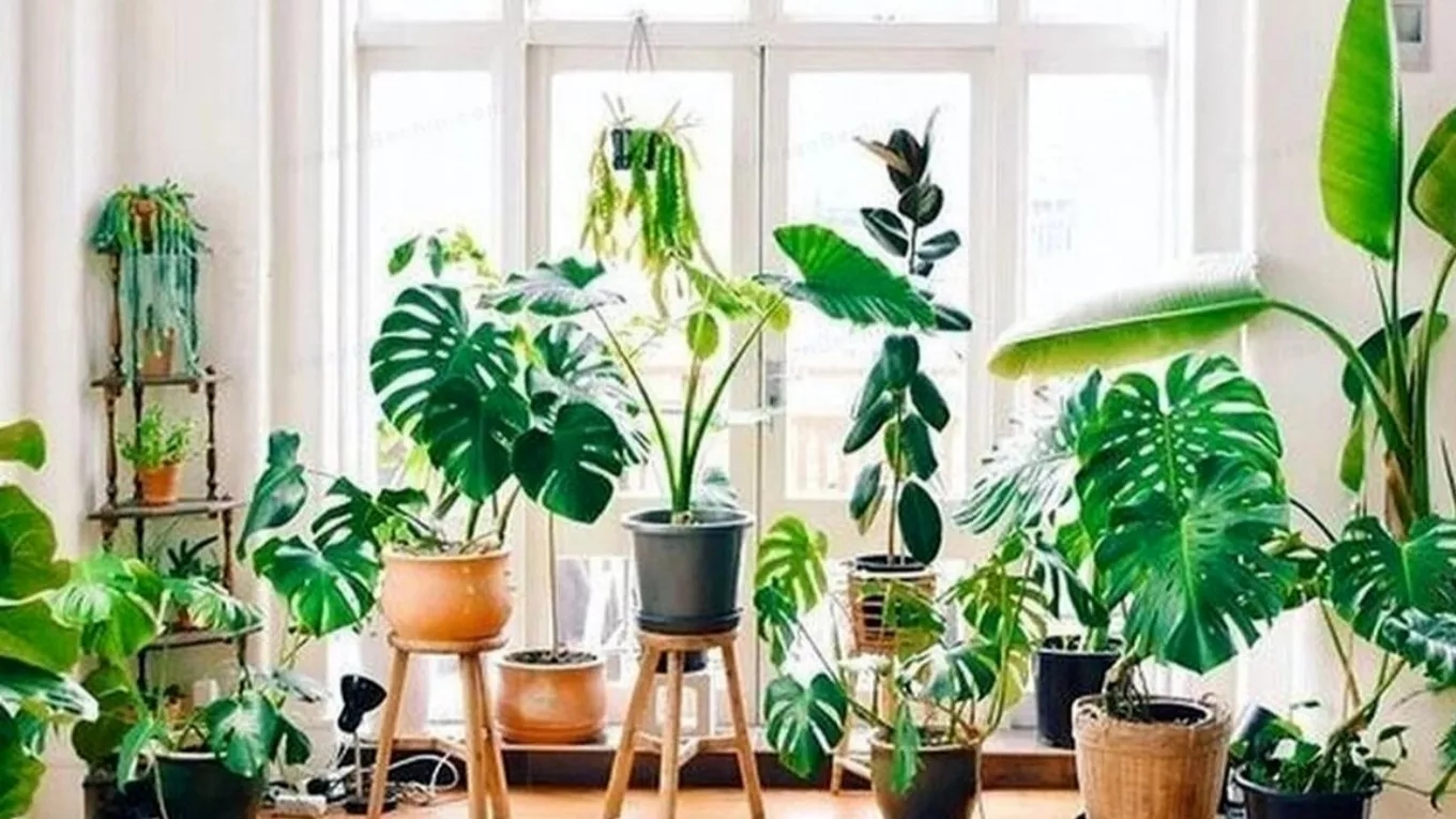 Important and effective factors in the growth of houseplants