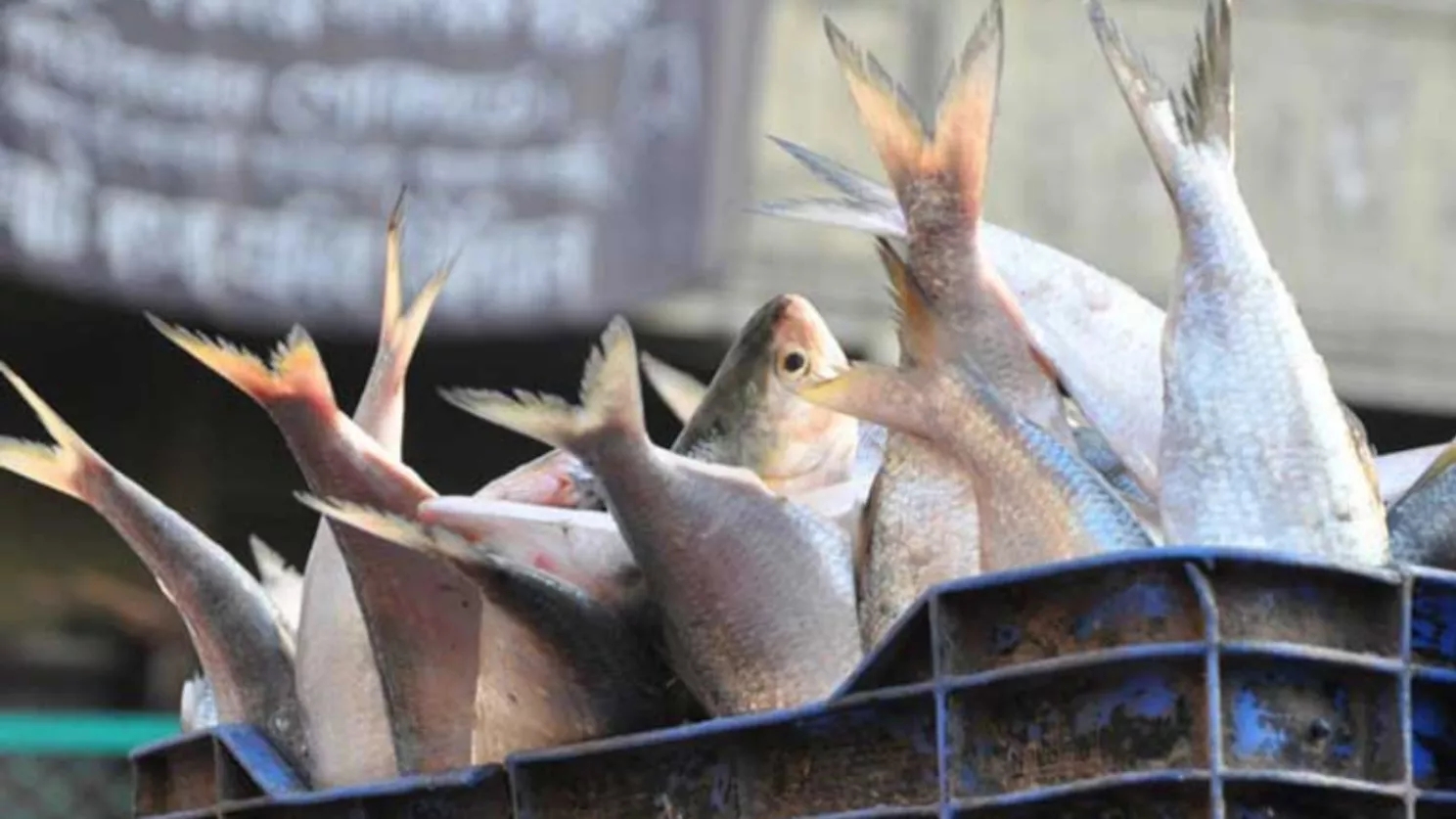 Export of southern fish and farmed shrimp