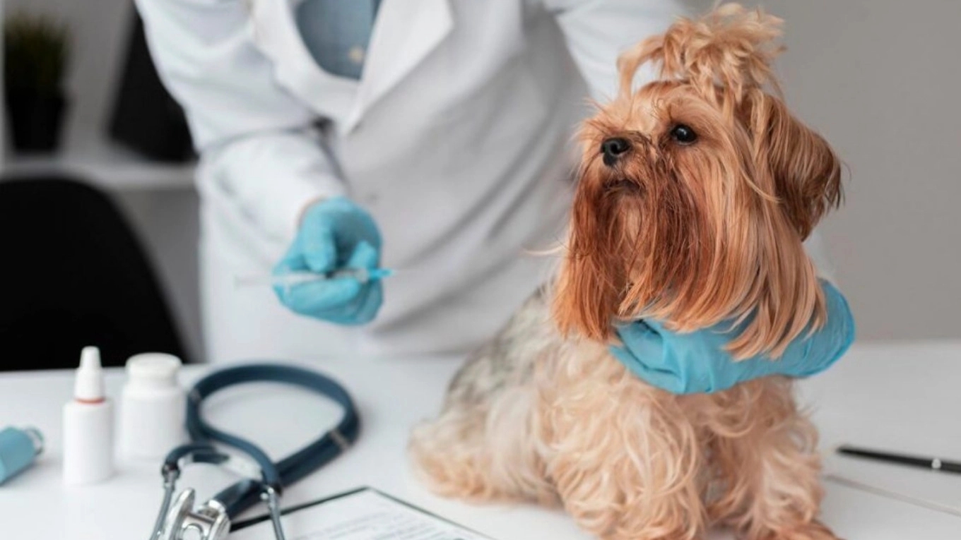 Hani's pet shop and Dr. Faraji's veterinary pharmacy in Varamin