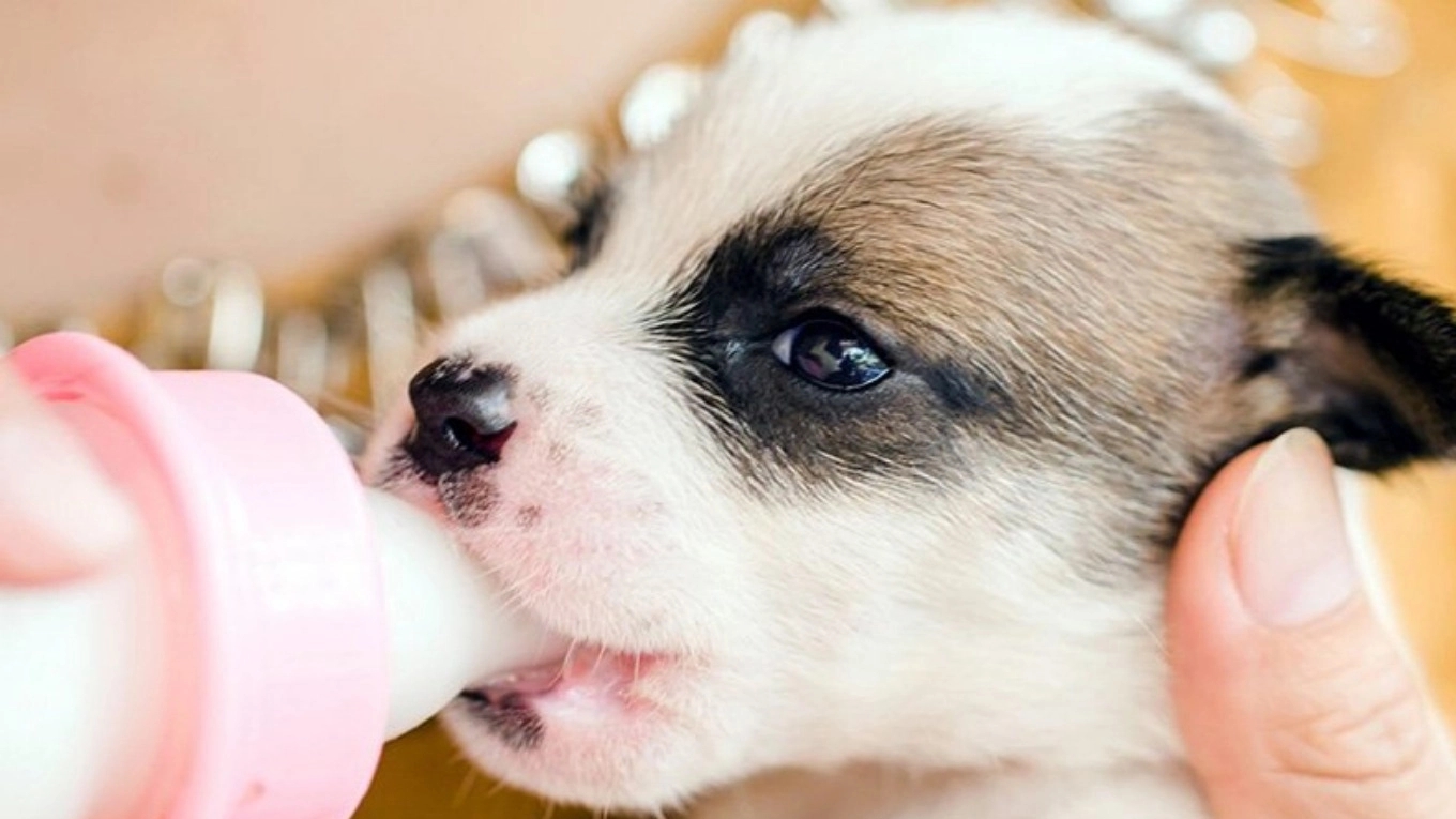 Milk substitute for dogs