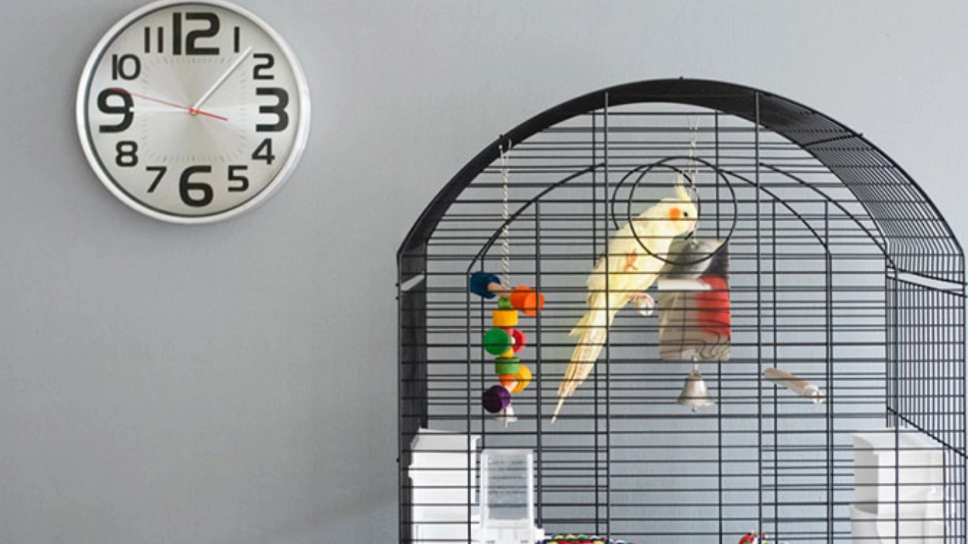 Tips for keeping birds warm in winter
