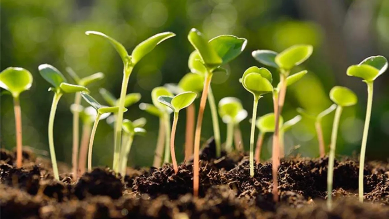 7 stages of tree planting