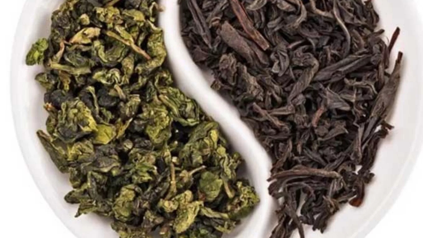 The difference between green tea and black tea